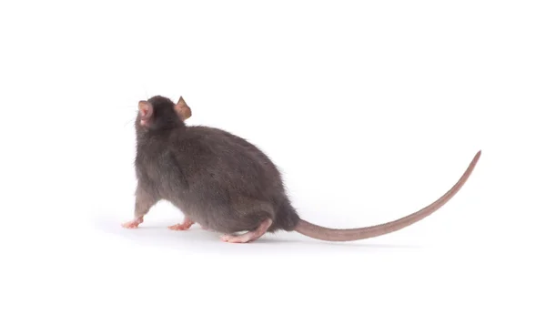 Rat Close Geïsoleerd Witte Achtergrond — Stockfoto