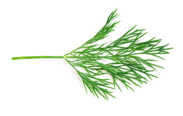 Dill. — Fotografia de Stock