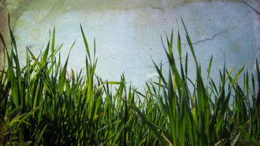 Yeşil çimenler ve bulutlu gökyüzü