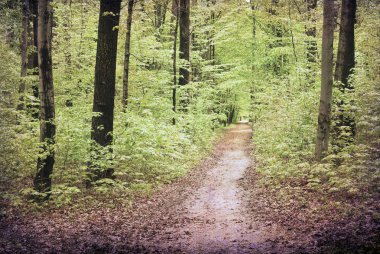 Yeşil ormanın içinden geçen yol, ağaçlar ve gölgelerle dolu güzel bir manzara..