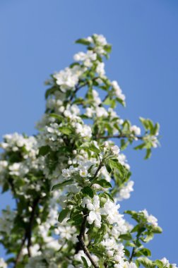 elma ağacının beyaz çiçekli bahar çiçeği