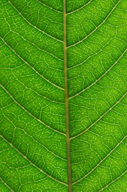  yaprak yeşil arka plan