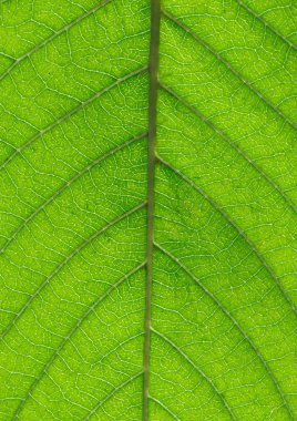 Arkaplan olarak yeşil yaprağın dokusu