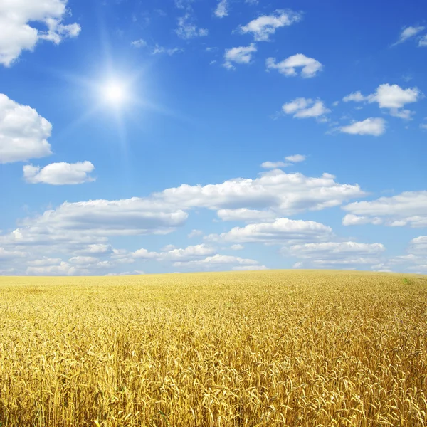 Buğday tarlası ve güneşli mavi gökyüzü — Stok fotoğraf