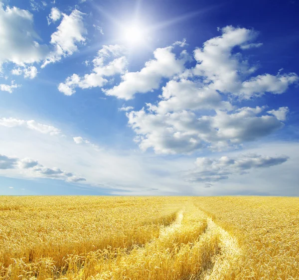 Πεδίο σιταριού και μπλε ουρανός με ήλιο — Φωτογραφία Αρχείου