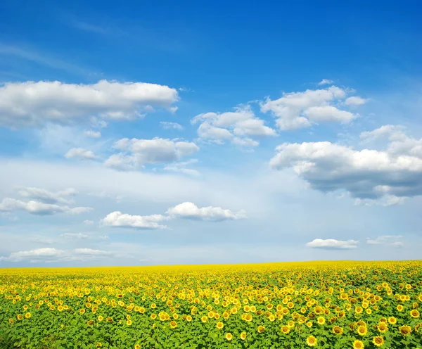 Vacker Solros Fält Den Blå Himlen — Stockfoto