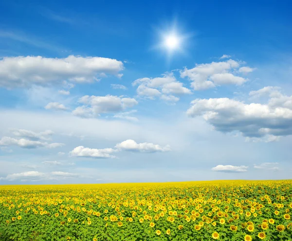 Campo Girasoles Sol Azul — Foto de Stock