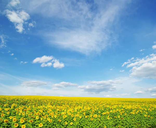 Bellissimo Campo Girasole Nel Cielo Blu — Foto Stock