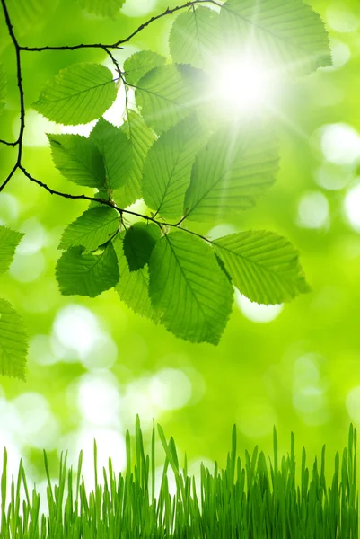 Gröna blad — Stockfoto