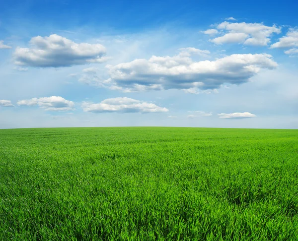 Campo Verde Cielo Blu — Foto Stock