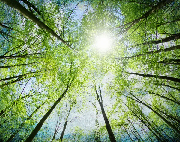 Zielone drzewa — Zdjęcie stockowe