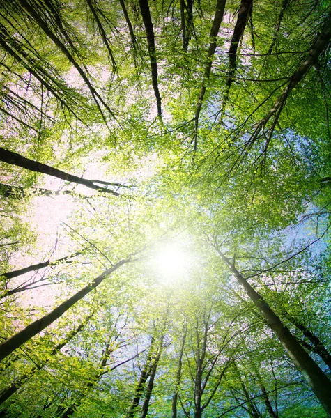 Árvores verdes — Fotografia de Stock