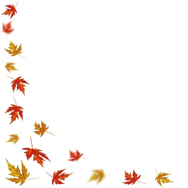 秋天的枫叶上白 — 图库照片