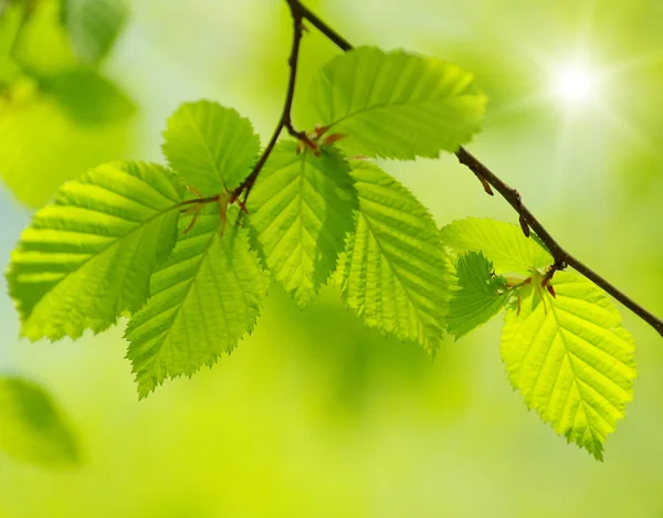 Printemps Feuilles Fond Dans Journée Ensoleillée — Photo