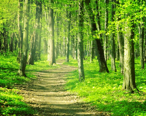 Prachtig Boslandschap Ochtend — Stockfoto