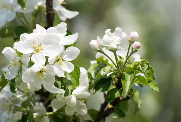 Floraison printanière — Photo