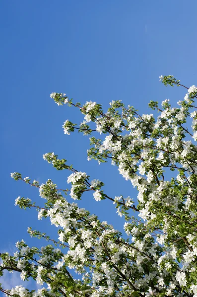 White flowers — Stock Photo, Image