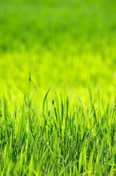 Groen gras — Stockfoto