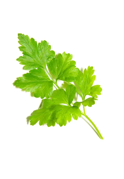 Parsley — Stock Photo, Image