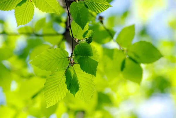 Feuilles vertes sur les fonds verts — Photo