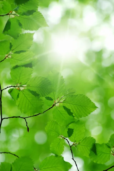 Grüne Blätter auf dem grünen Hintergrund — Stockfoto