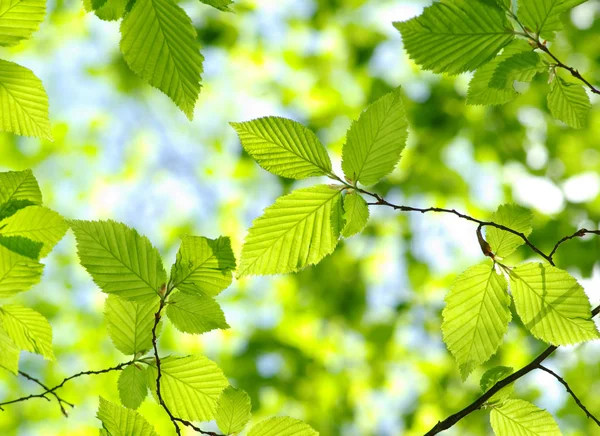 Hojas verdes en los fondos verdes — Foto de Stock