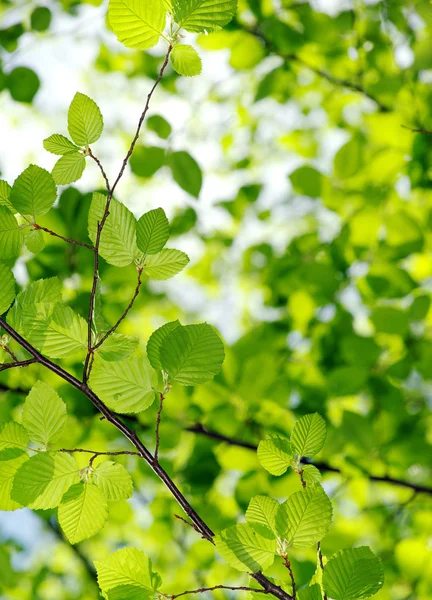 Green leaves on the green backgrounds — Stock Photo, Image