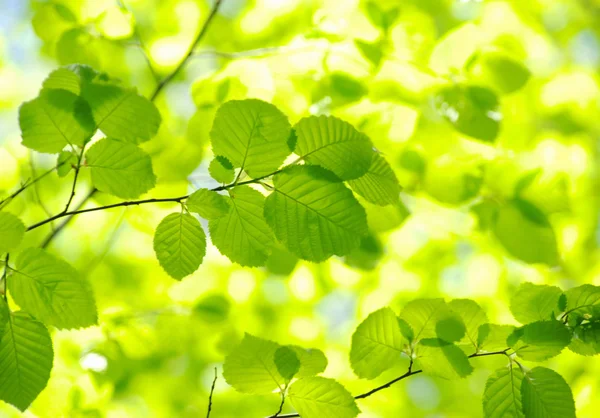 Hojas verdes en los fondos verdes — Foto de Stock