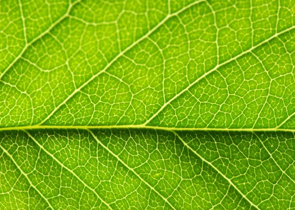 Textura de la hoja —  Fotos de Stock