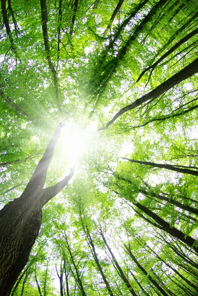 Hermoso Paisaje Forestal Por Mañana — Foto de Stock