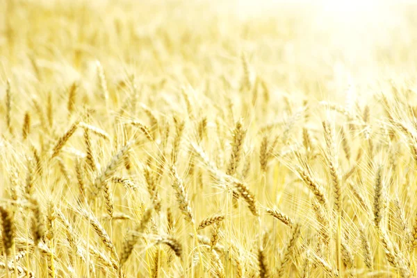 Wheat — Stock Photo, Image