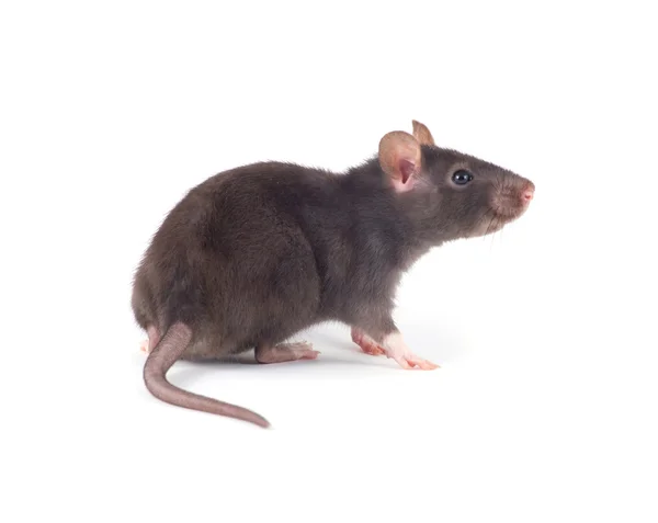 Grappige Rat Close Geïsoleerd Witte Achtergrond — Stockfoto