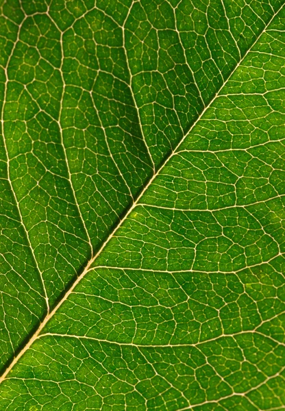 Textur Eines Grünen Blattes Als Hintergrund — Stockfoto