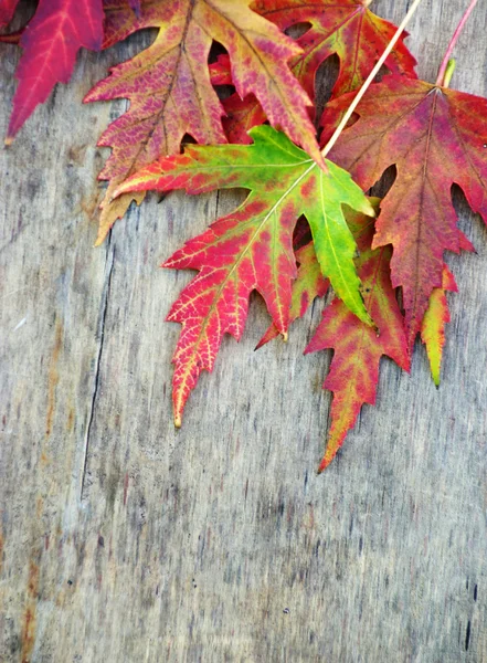 Autumn Leaves Wooden Background — Stock Photo, Image