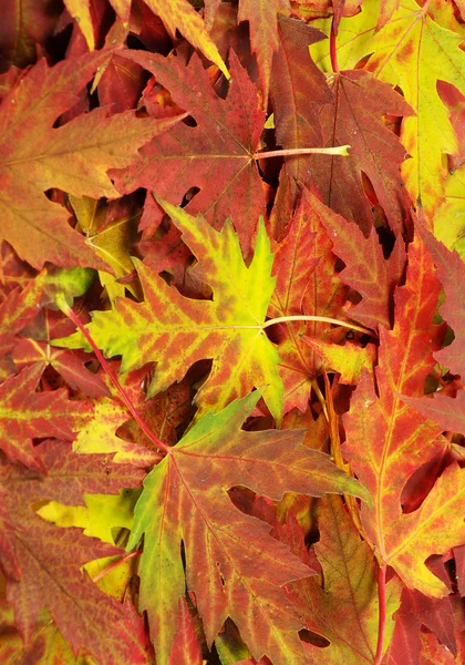 Autumn leaves — Stock Photo, Image