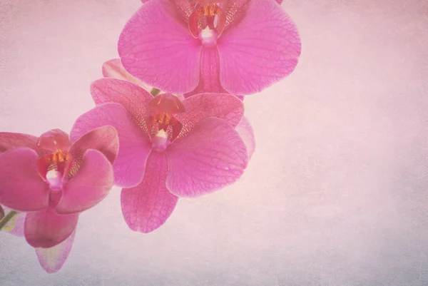 Roze orchid geïsoleerd op een retro achtergrond — Stockfoto