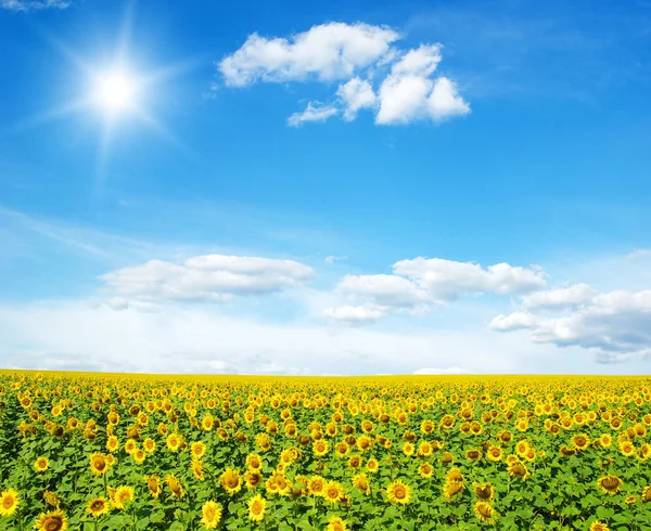 Zonnebloemen — Stockfoto