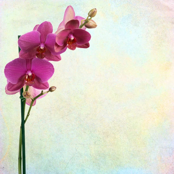纹理与兰花的旧纸张背景。 — 图库照片
