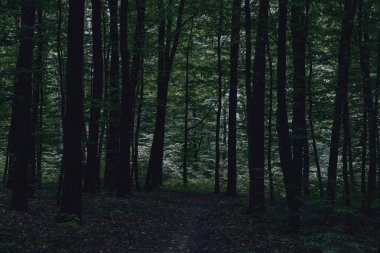 gizemli orman geceleri karanlık yol