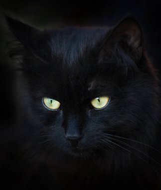 Dışarıdaki siyah bir kedinin portresini kapat.