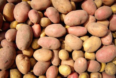 Arka plan olarak taze çiğ patates.