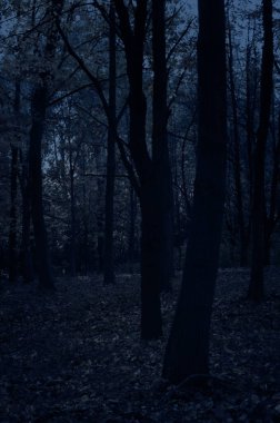 gizemli orman geceleri karanlık yol
