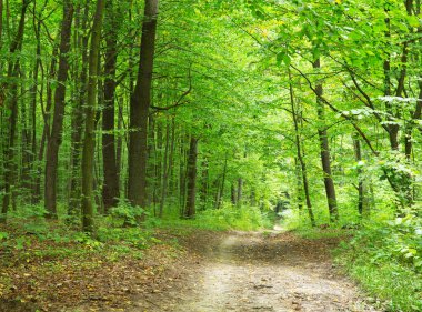Yeşil yaz ormanlarında patika