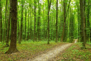 Yeşil yaz ormanlarında patika