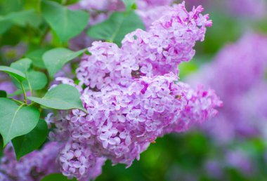 Çiçek açan dallar, seçici odak