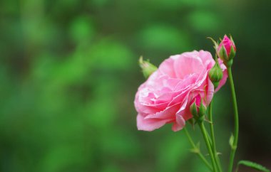 Yaz bahçesinde açan pembe gül