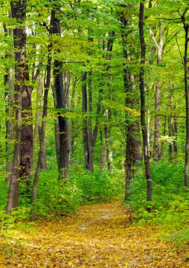 Güneş ışınları ile altın sonbahar orman