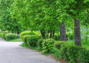 Yaz parkta ağaçları ile yeşil sokak