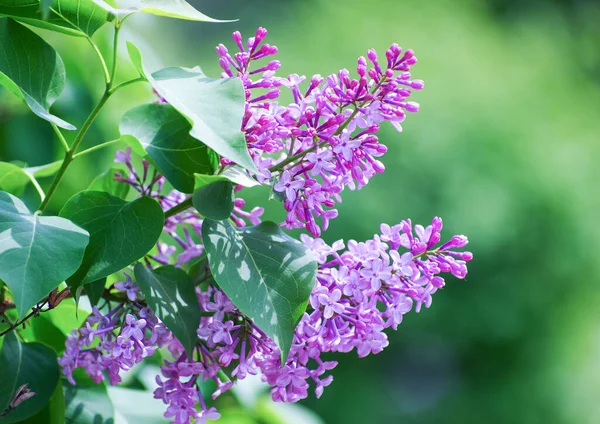 Çiçek açan dallar, seçici odak