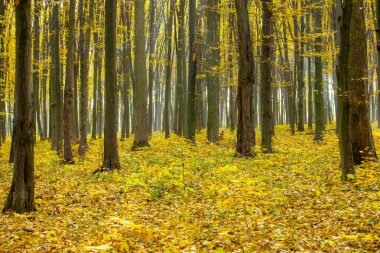 Güneş ışınları ile altın sonbahar orman